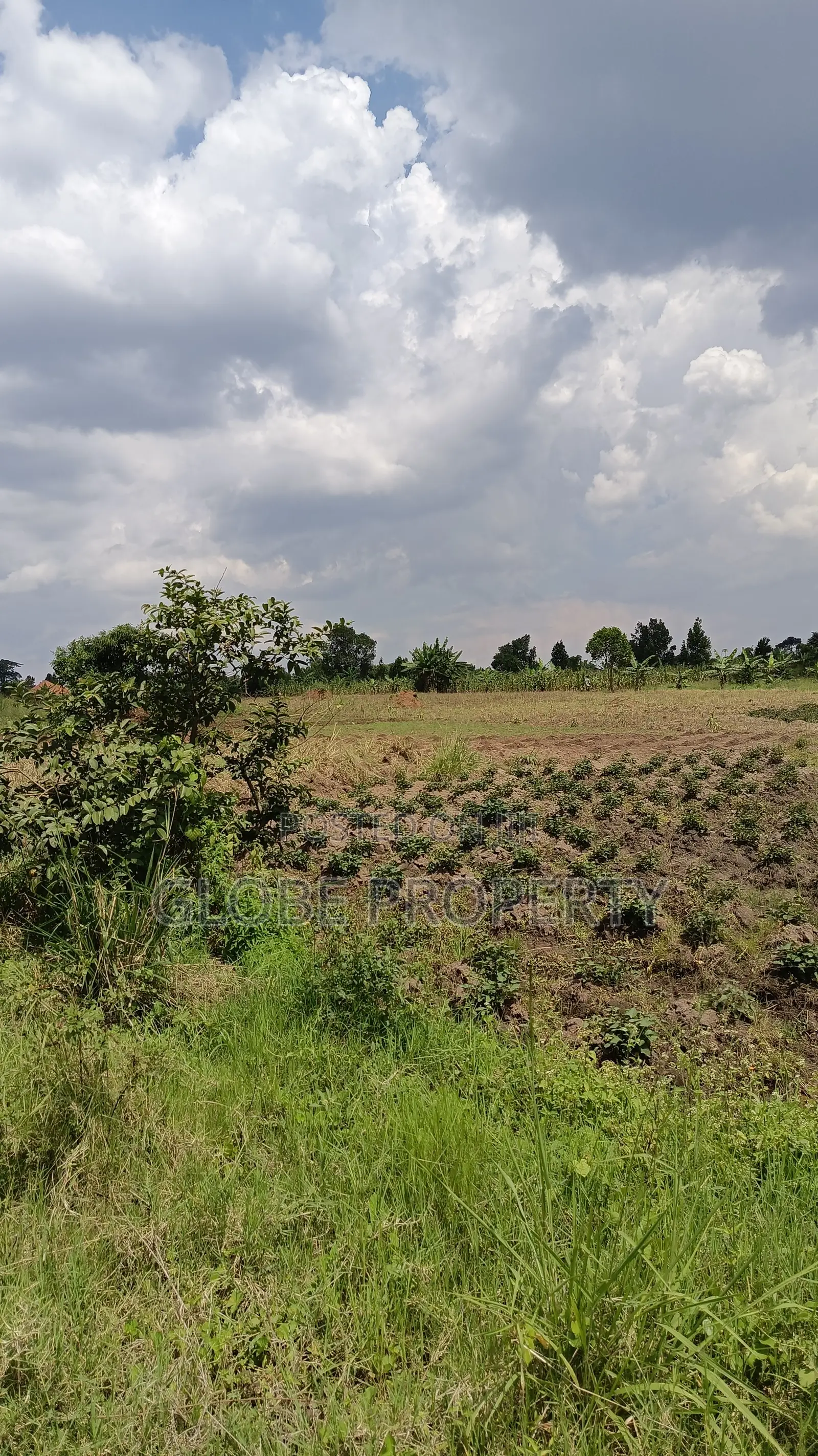 4 Acres of Farm Land for Sale in Ndese Nakifuma