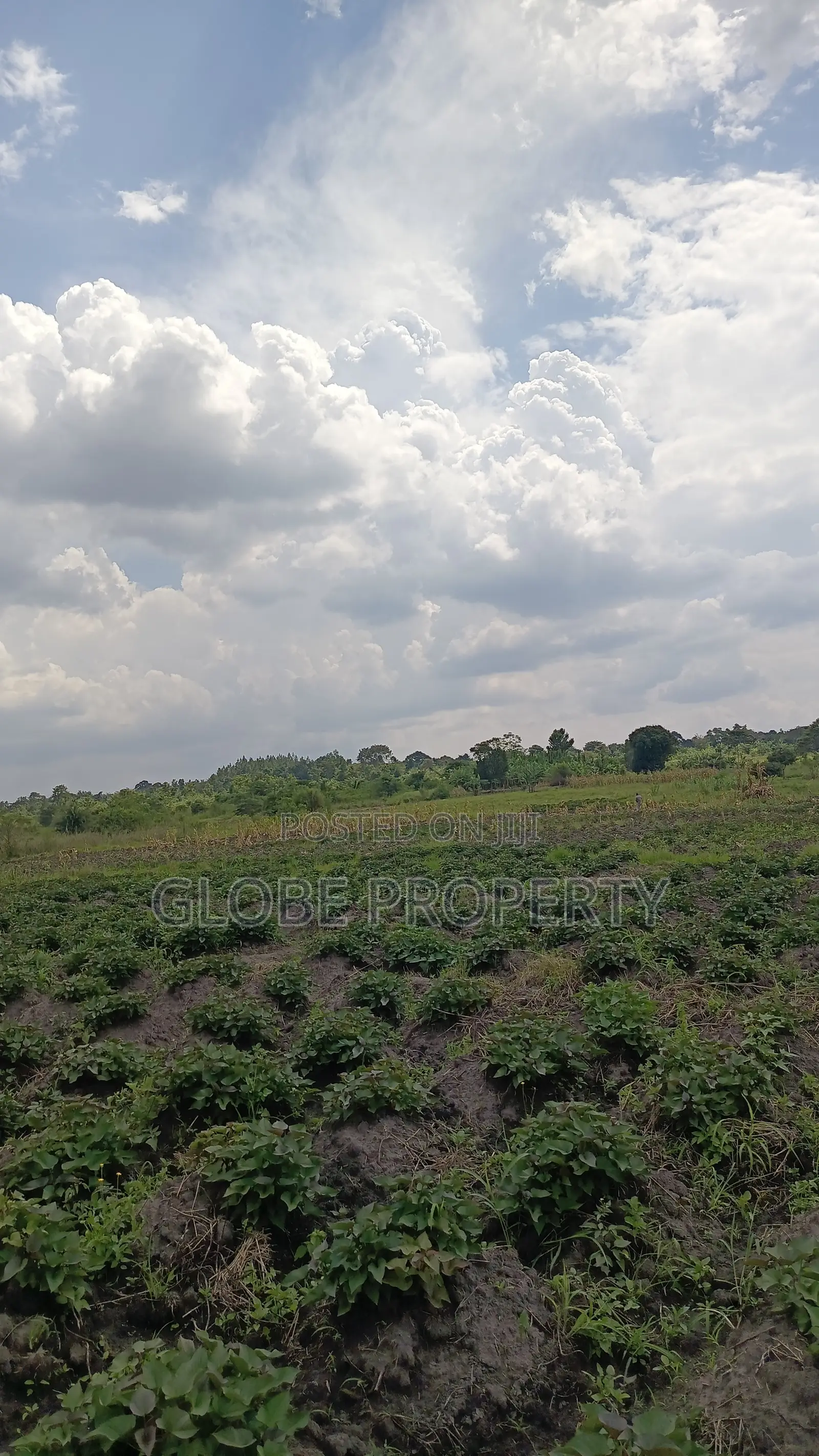 100 Acres of Farmland for Sale in Bbale Kayunga at Ugx 7m Per Acre.