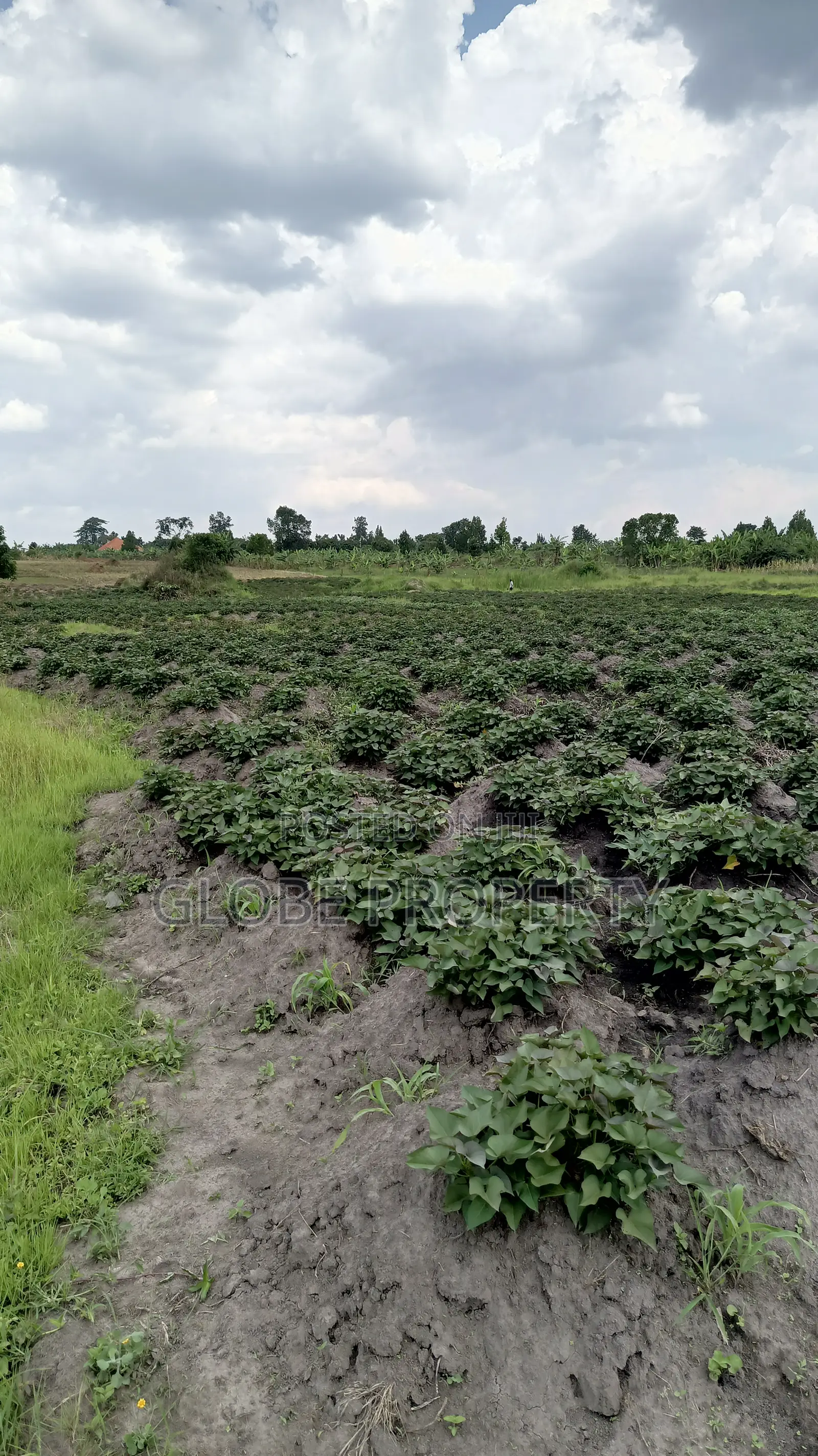 100 Acres of Farmland for Sale in Bbale Kayunga at Ugx 7m Per Acre.