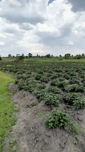 100 Acres of Farmland for Sale in Bbale Kayunga at Ugx 7m Per Acre.