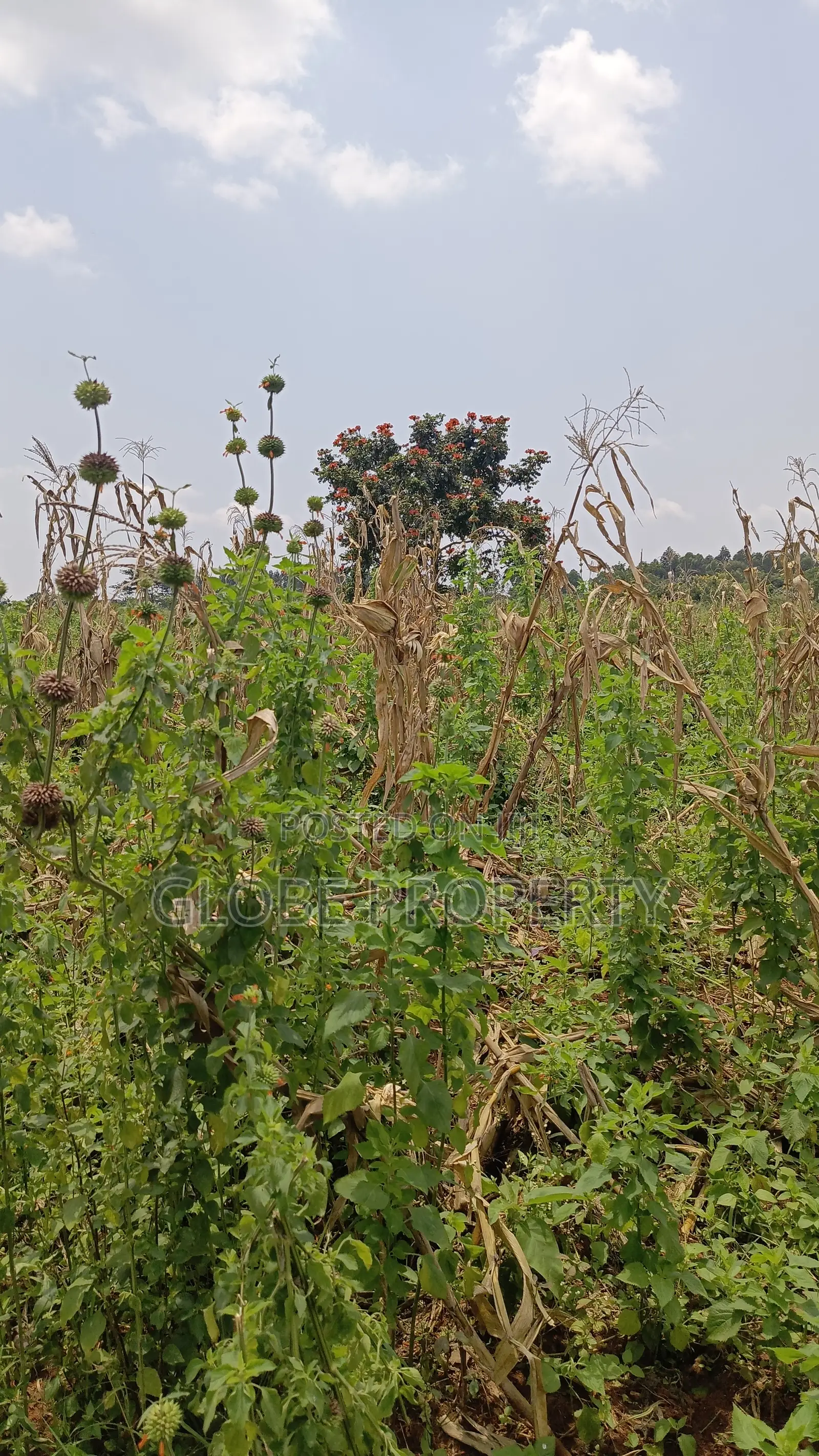 20 Acres of Farm Land for Sale in Bbale at Ugx 7.5m Per Acre