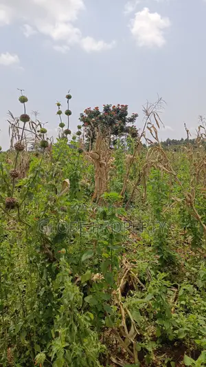 20 Acres of Farm Land for Sale in Bbale at Ugx 7.5m Per Acre