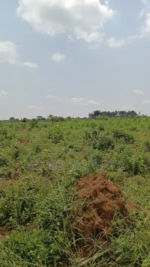 20 Acres of Farm Land for Sale in Bbale at Ugx 7.5m Per Acre