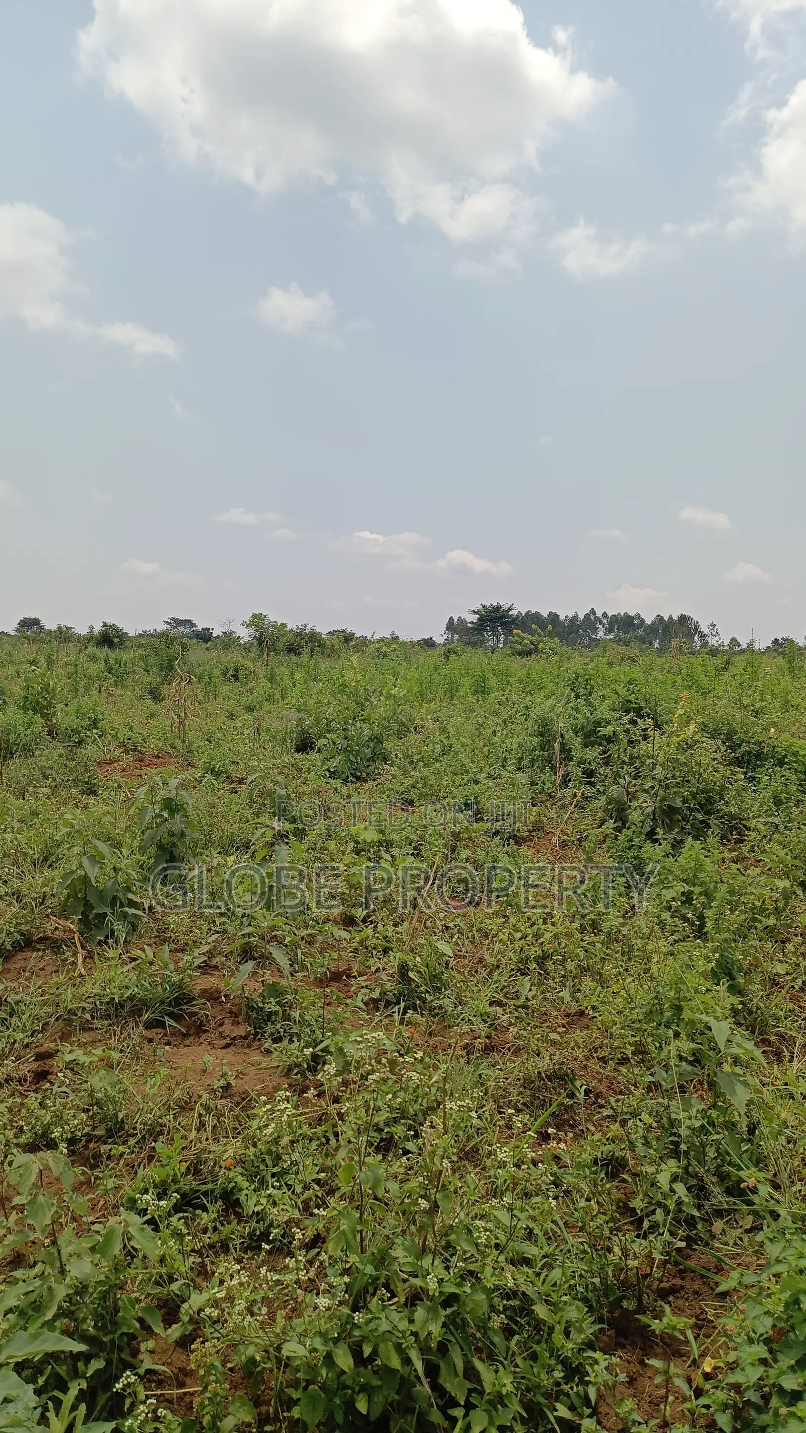 20 Acres of Farm Land for Sale in Bbale at Ugx 7.5m Per Acre