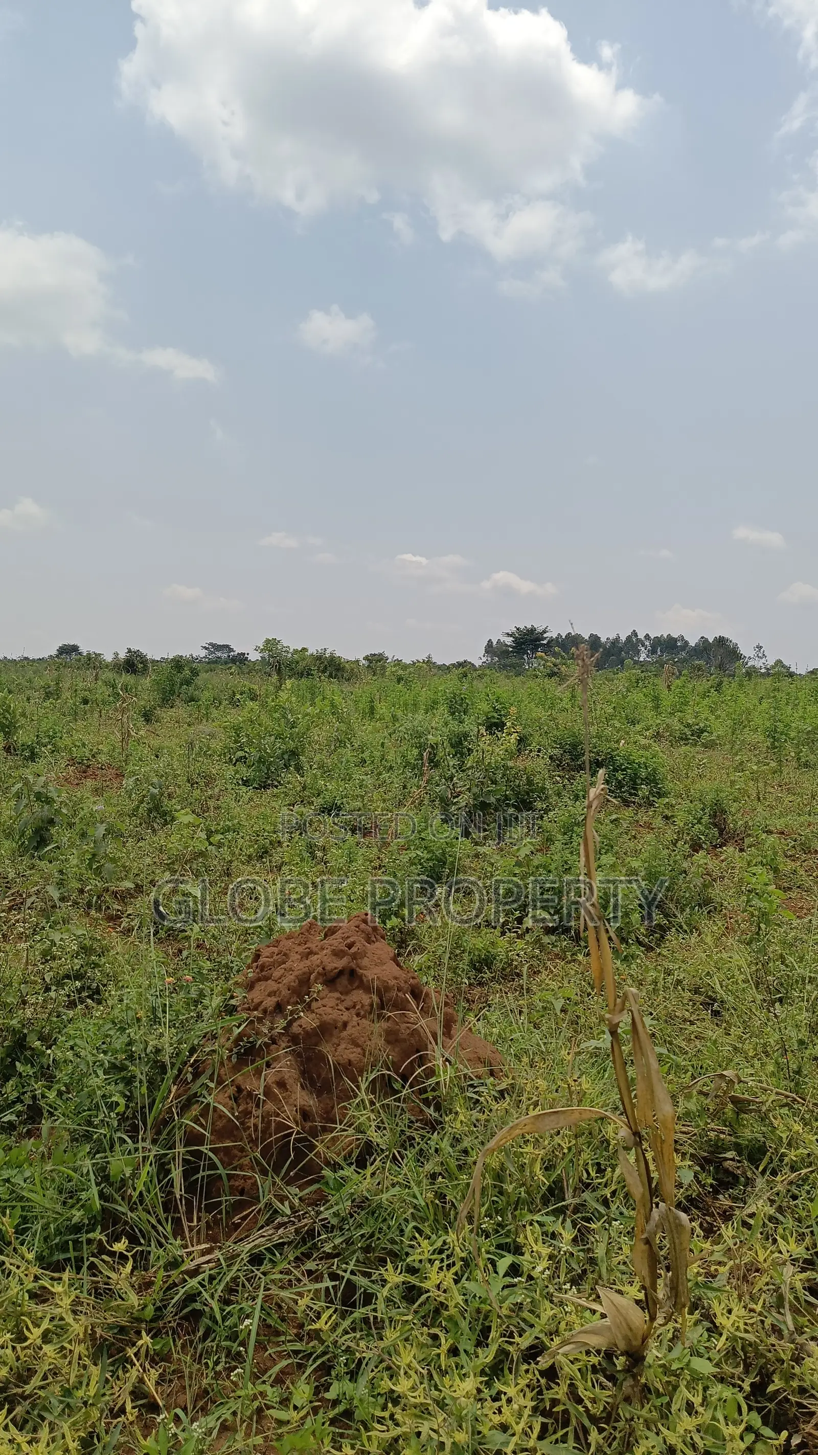 20 Acres of Farm Land for Sale in Bbale at Ugx 7.5m Per Acre