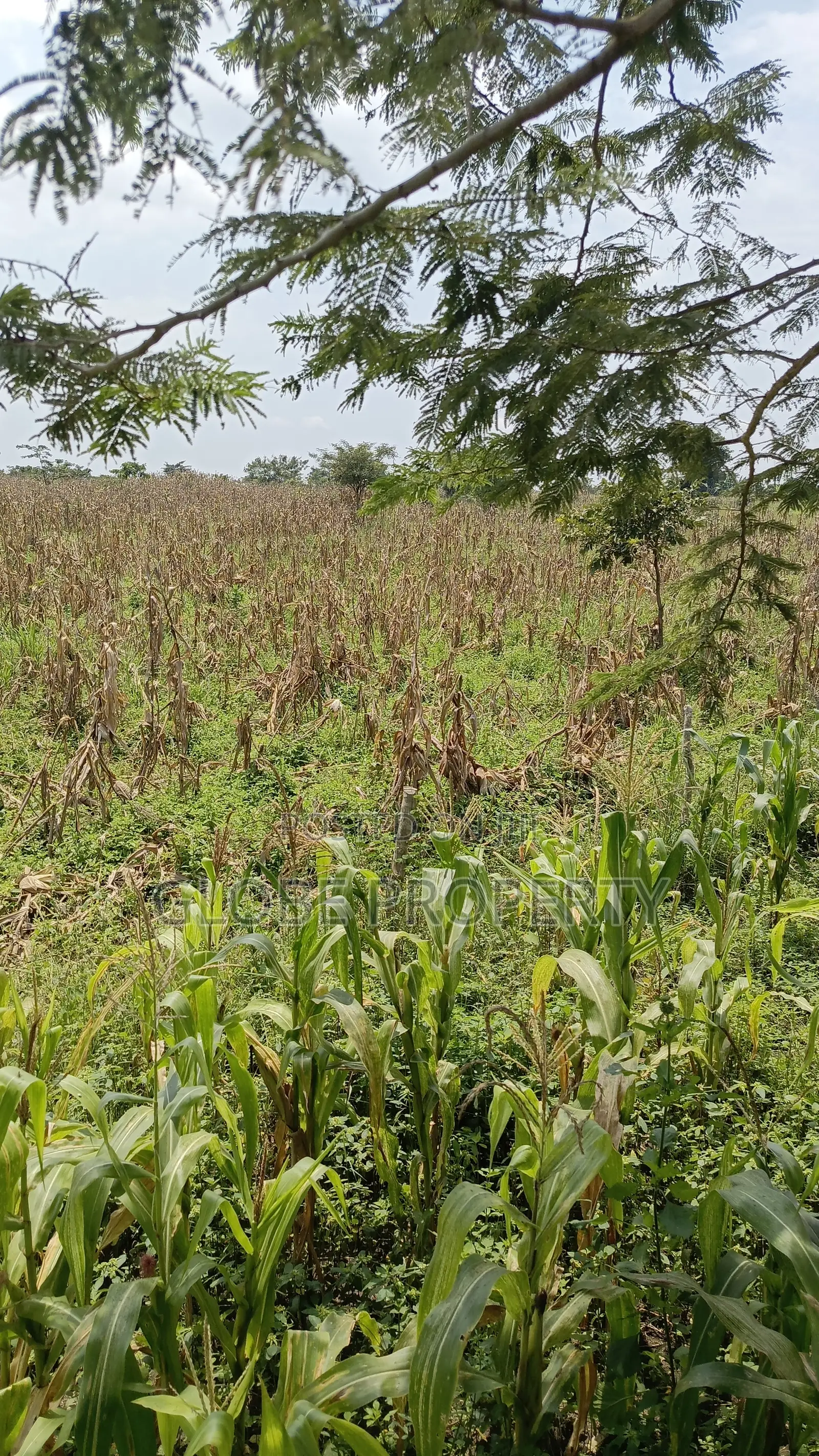 80 Acres of Land for Sale Near Bbale Town