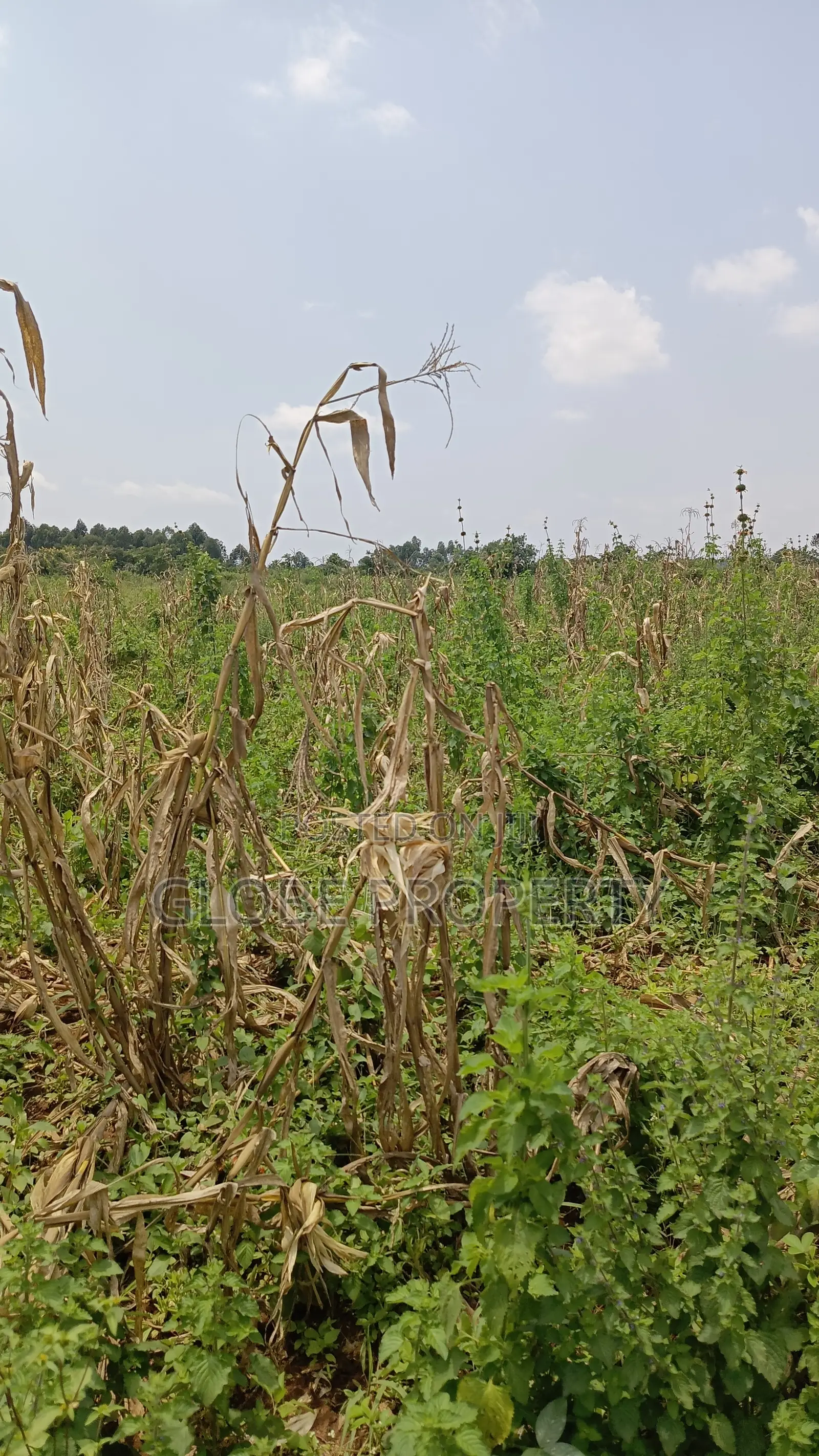 80 Acres of Land for Sale Near Bbale Town