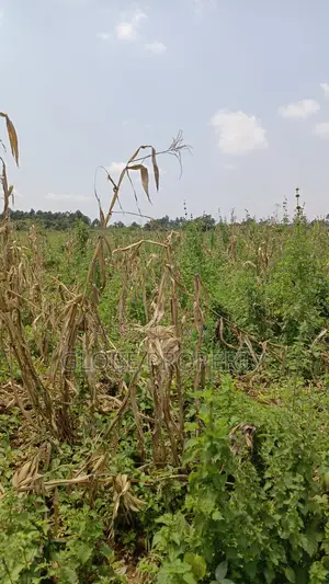 80 Acres of Land for Sale Near Bbale Town