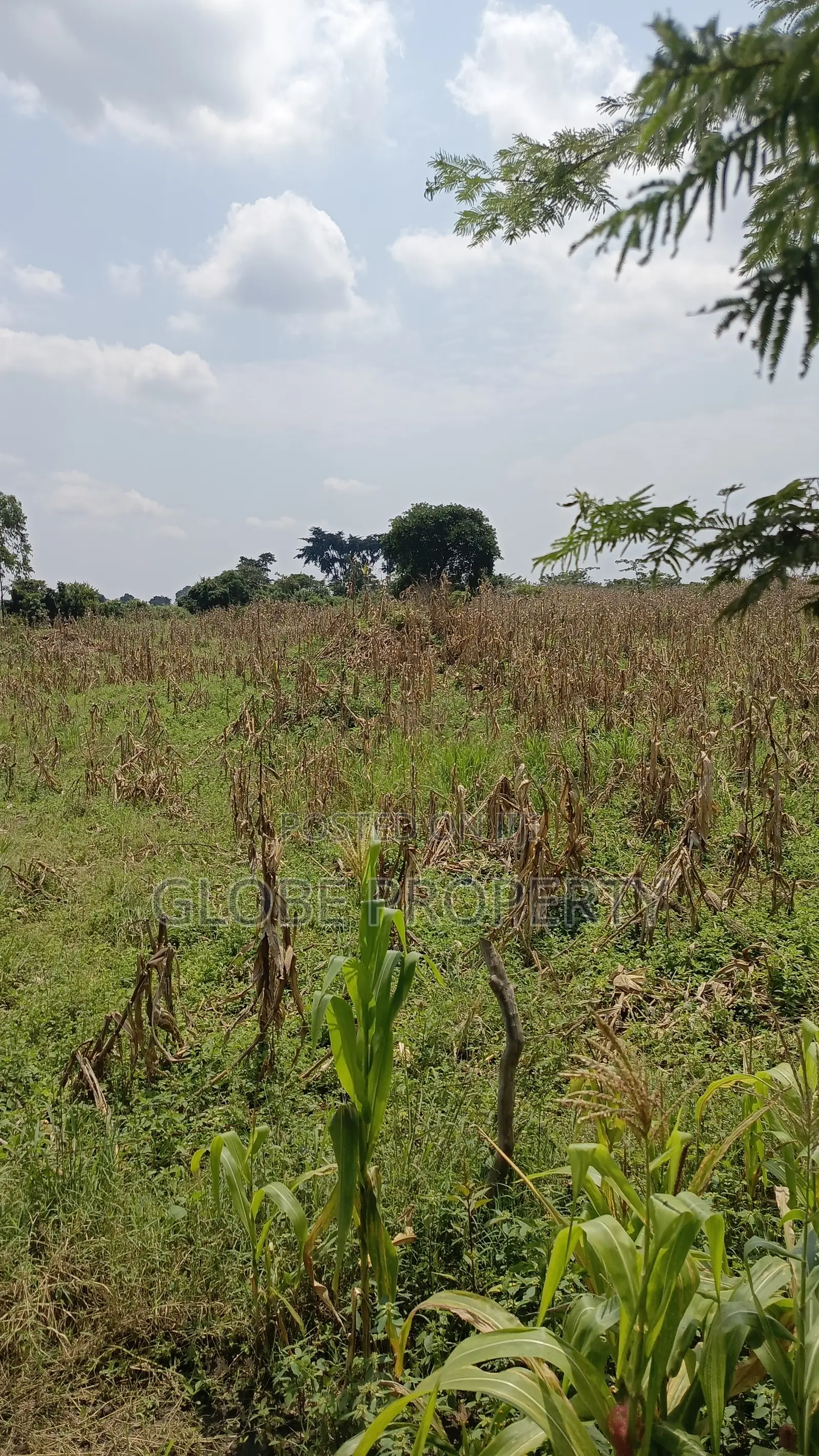 80 Acres of Land for Sale Near Bbale Town