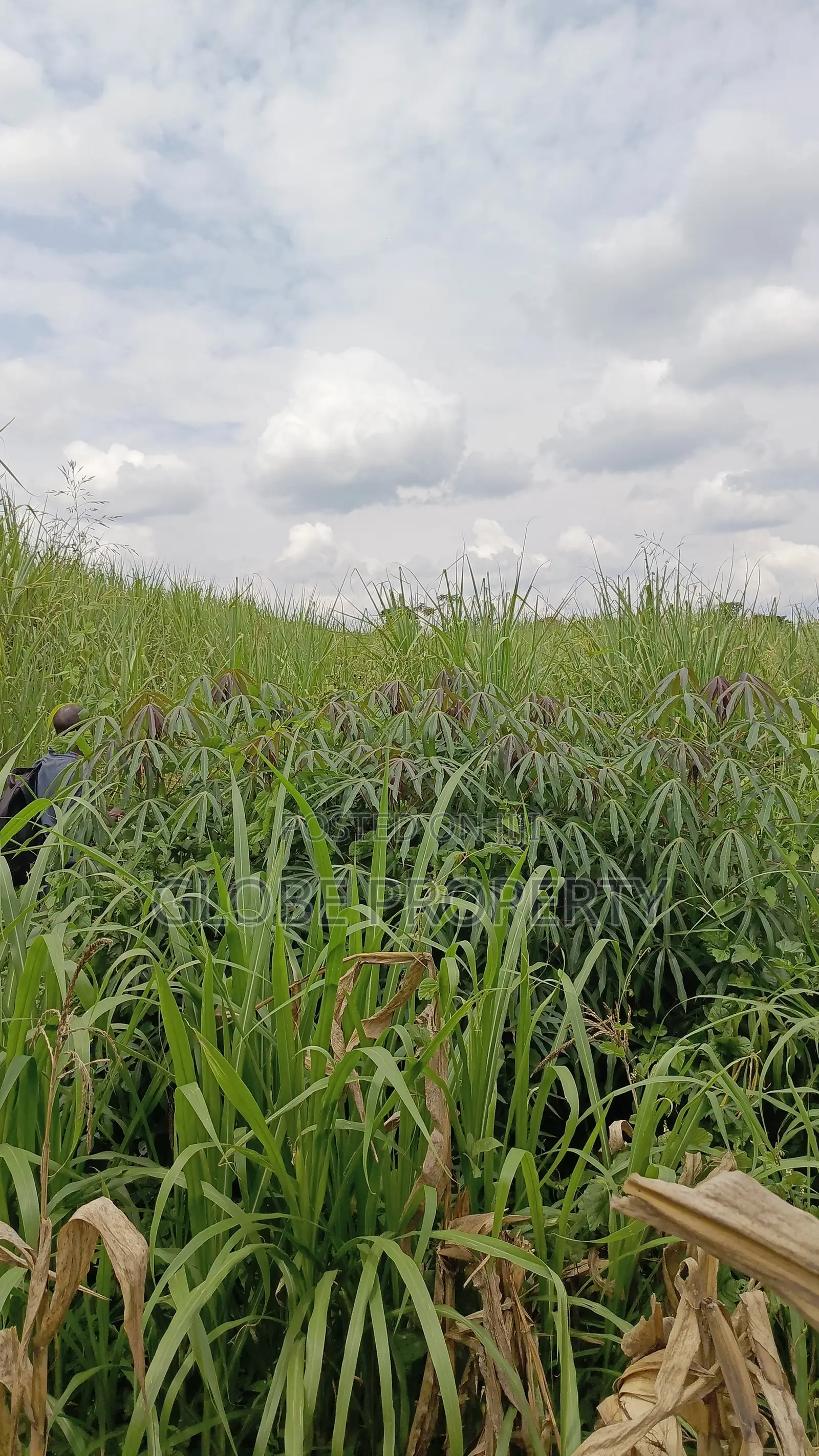 3 Acres of Farmland for Sale in Nakifuma at Only 30m Per Acre