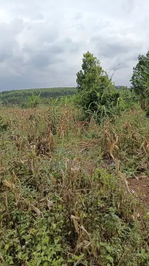 3 Acres of Farmland for Sale in Nakifuma at Only 30m Per Acre