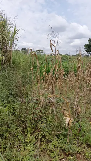 3 Acres of Farmland for Sale in Nakifuma at Only 30m Per Acre