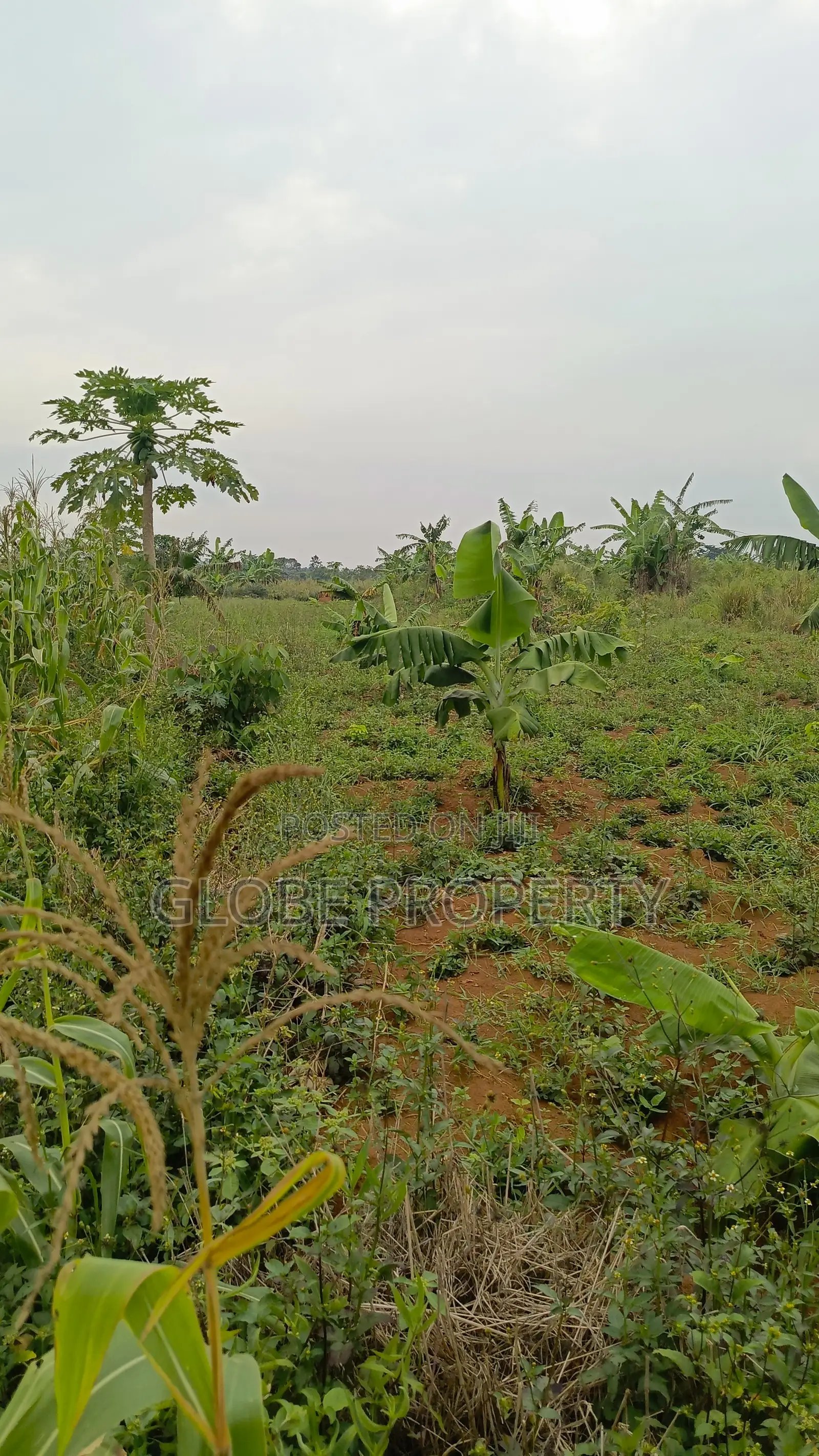 50x100 Plot for Sale in Budugala Near Nyenje at Only Ugx 27m