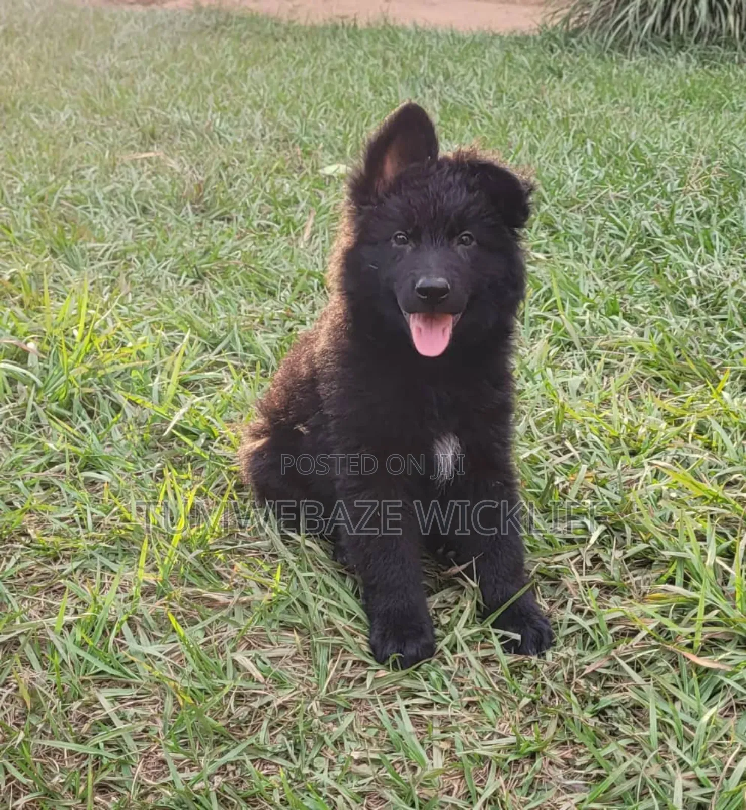 1-3 months Male Purebred German Shepherd
