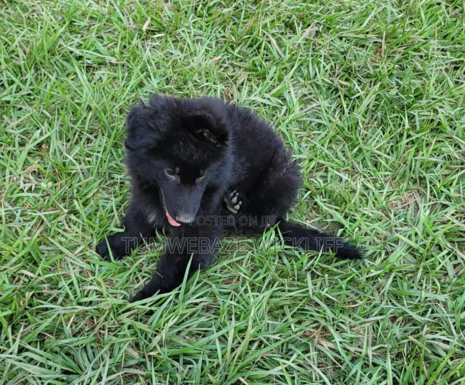 1-3 months Male Purebred German Shepherd