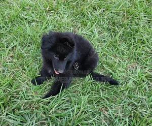 1-3 months Male Purebred German Shepherd