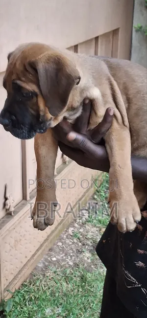 1-3 months Female Purebred Boerboel