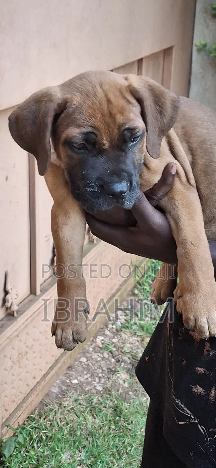 1-3 months Female Purebred Boerboel