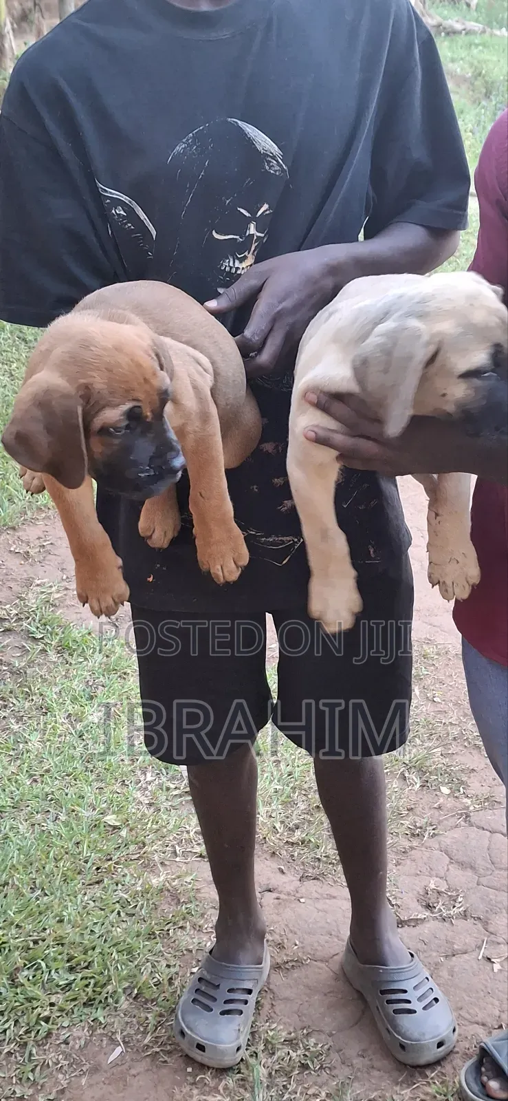1-3 months Female Purebred Boerboel