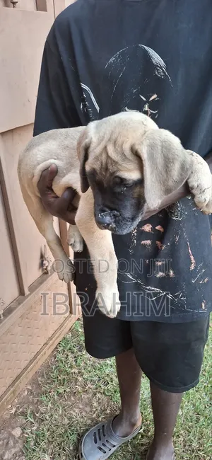 1-3 months Female Purebred Boerboel