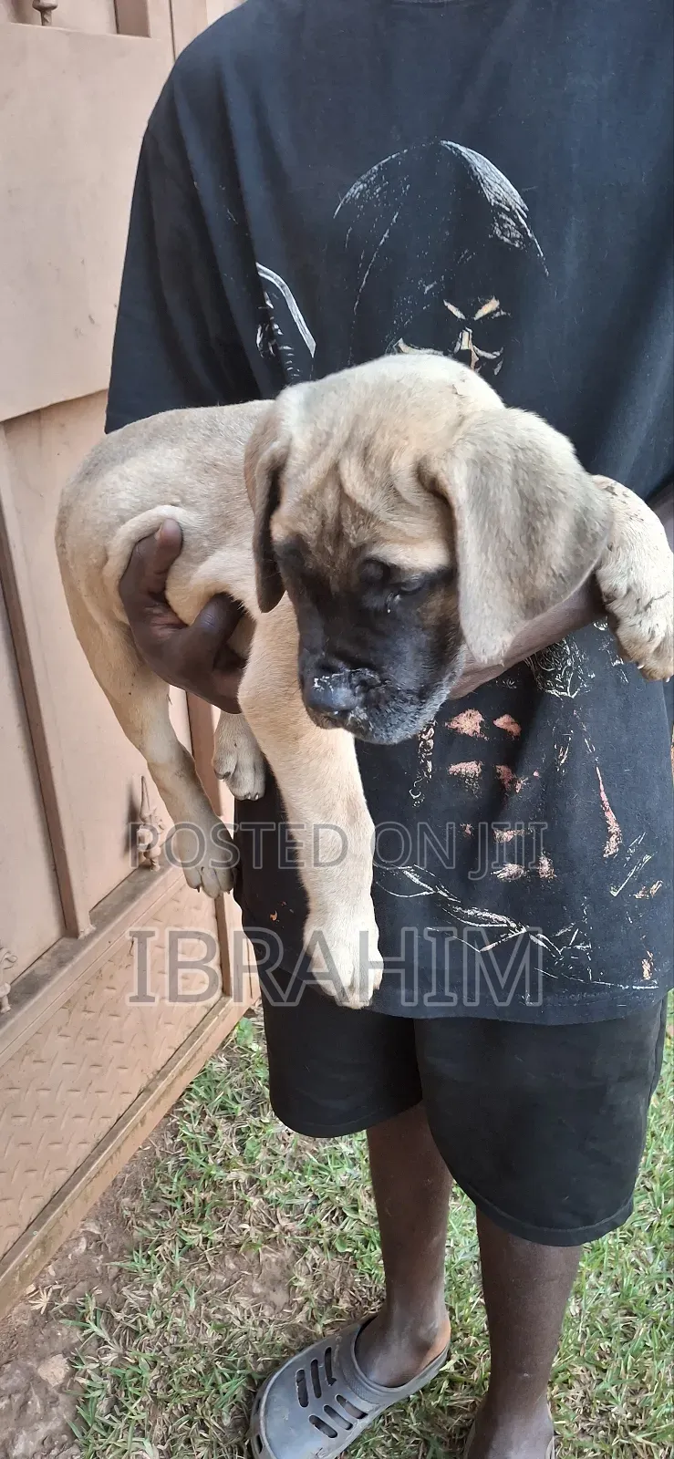 1-3 months Female Purebred Boerboel