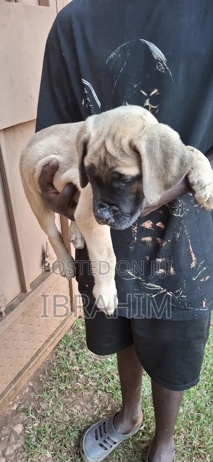 1-3 months Female Purebred Boerboel