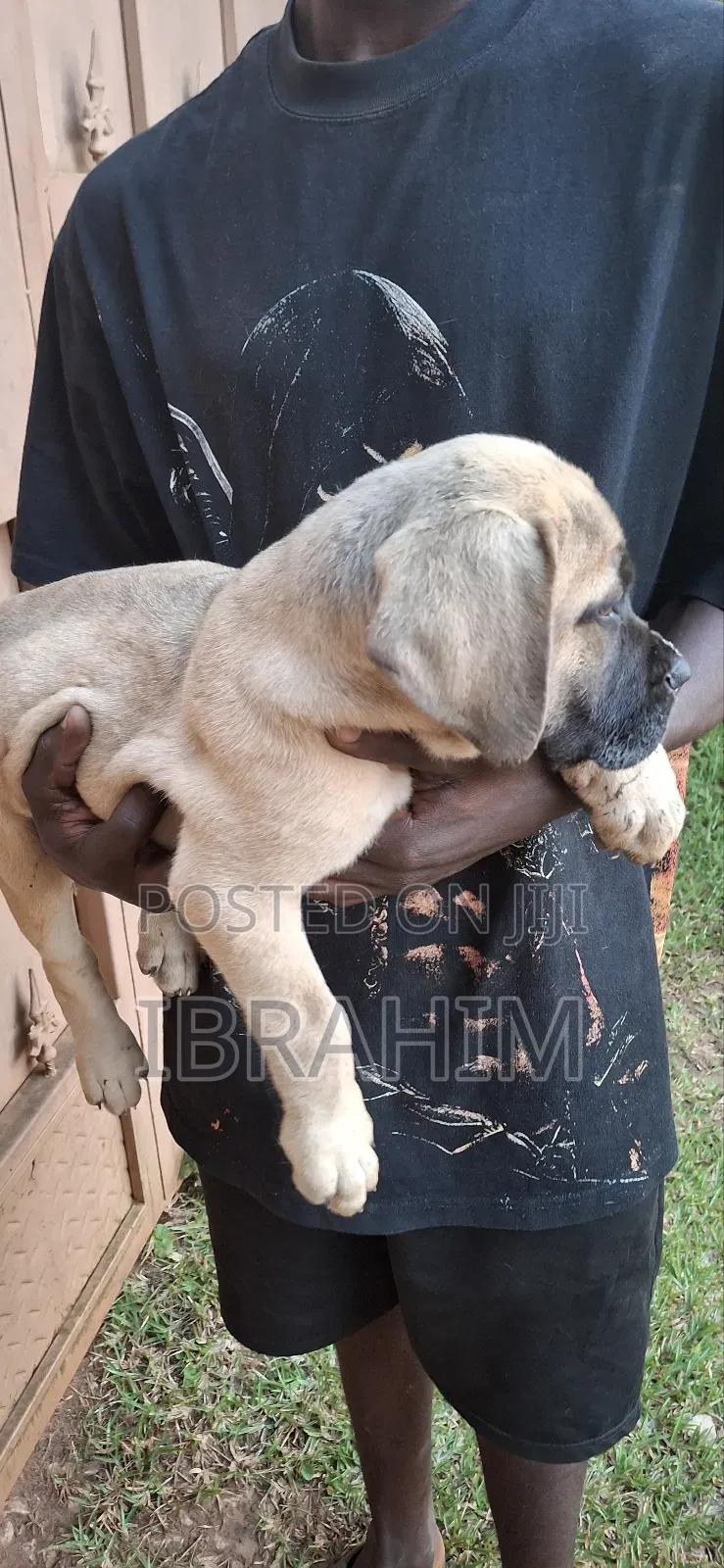 1-3 months Female Purebred Boerboel