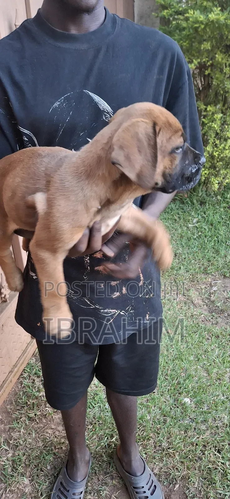 1-3 months Female Purebred Boerboel