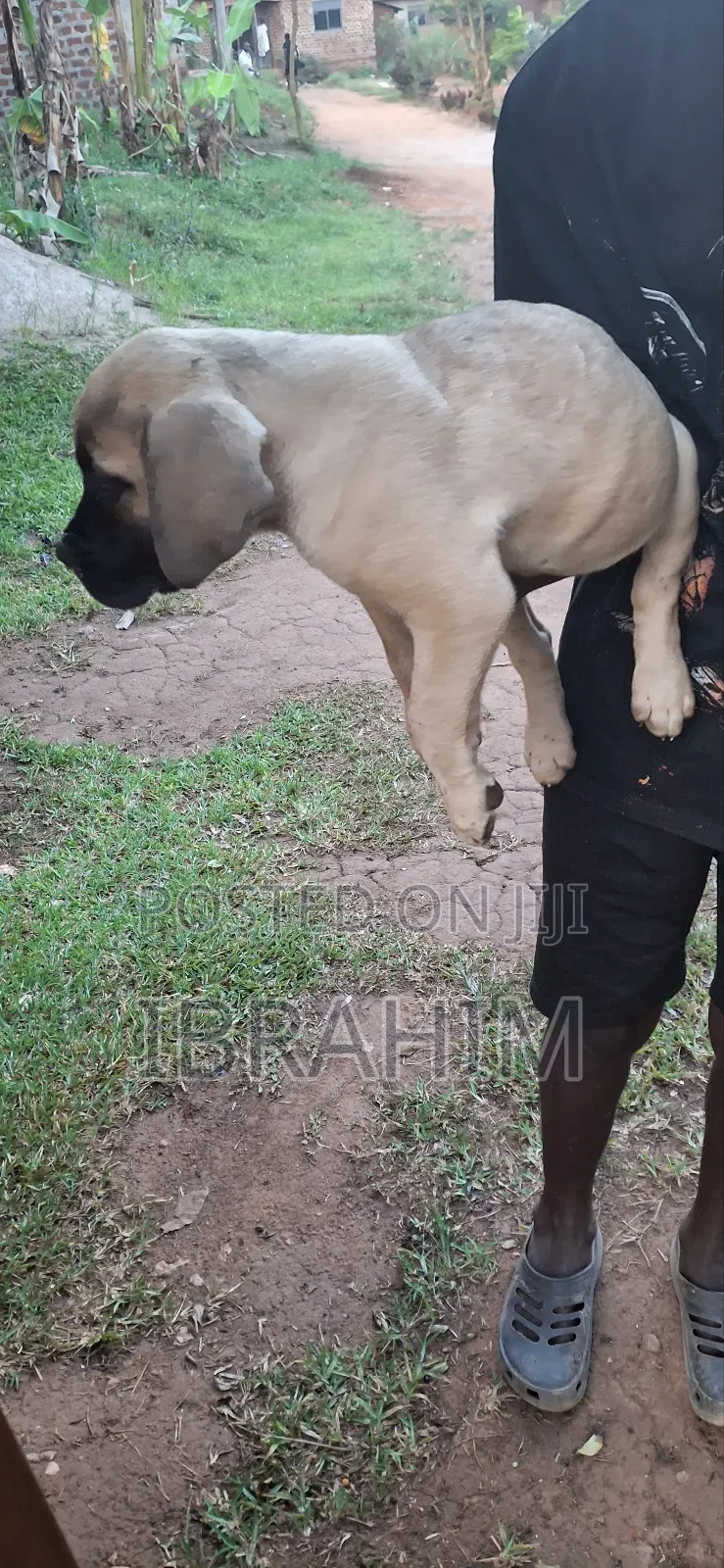 1-3 months Female Purebred Boerboel