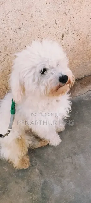 3-6 months Female Mixed Breed Maltese
