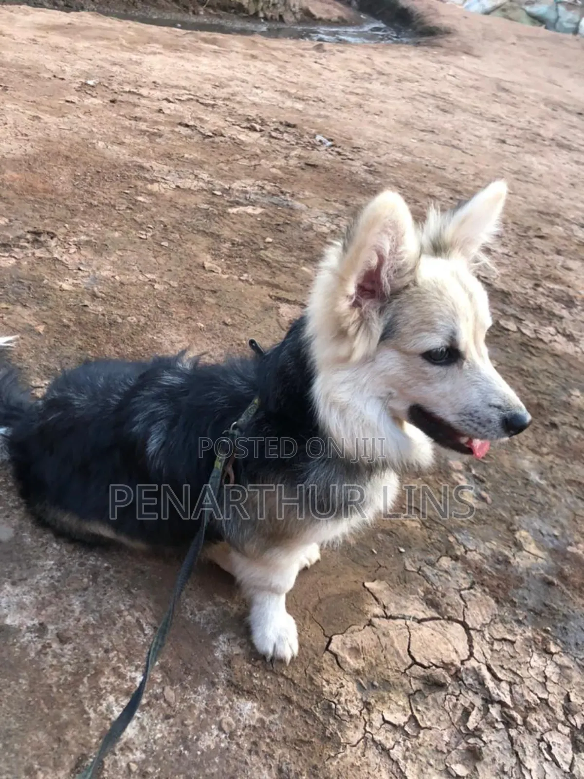 3-6 months Female Mixed Breed Maltese