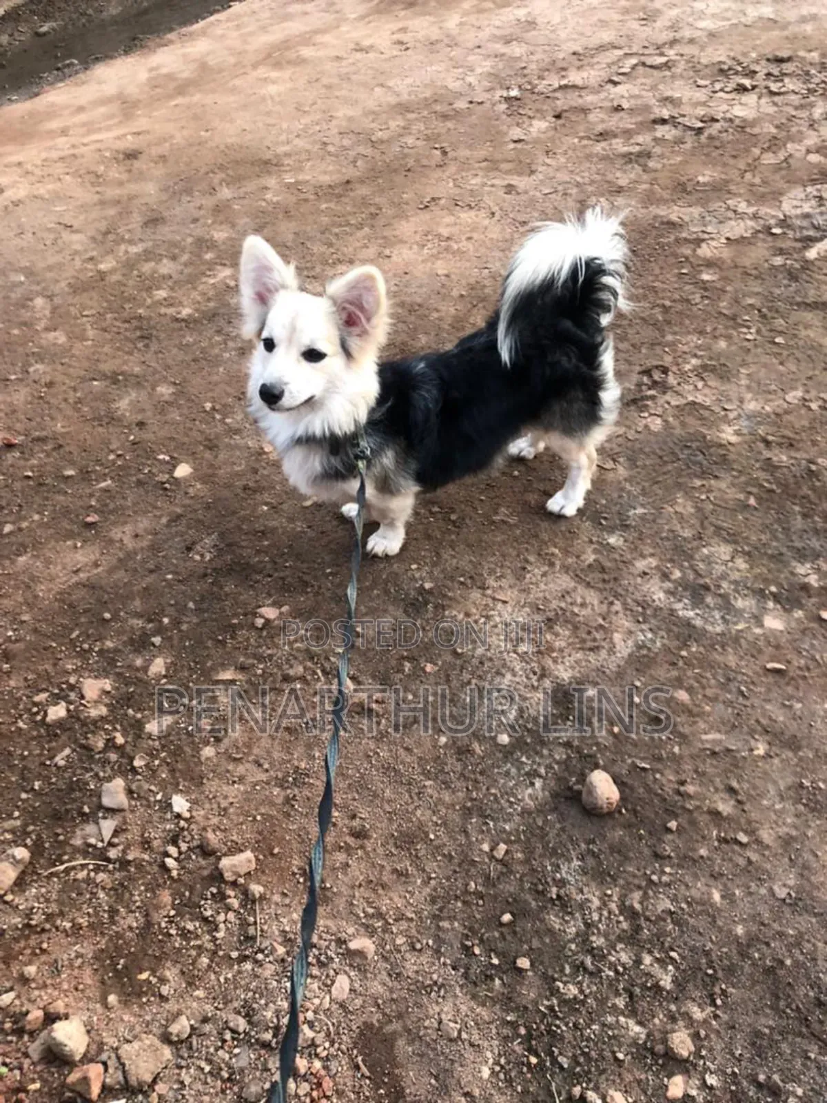 3-6 months Female Mixed Breed Maltese