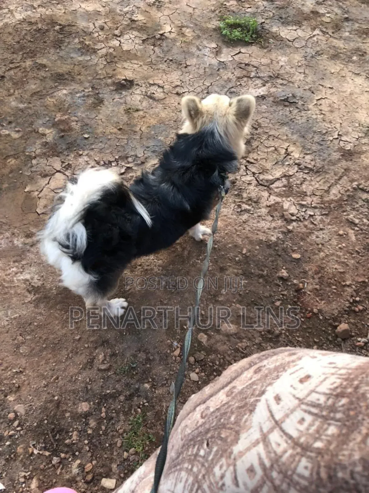 3-6 months Female Mixed Breed Maltese