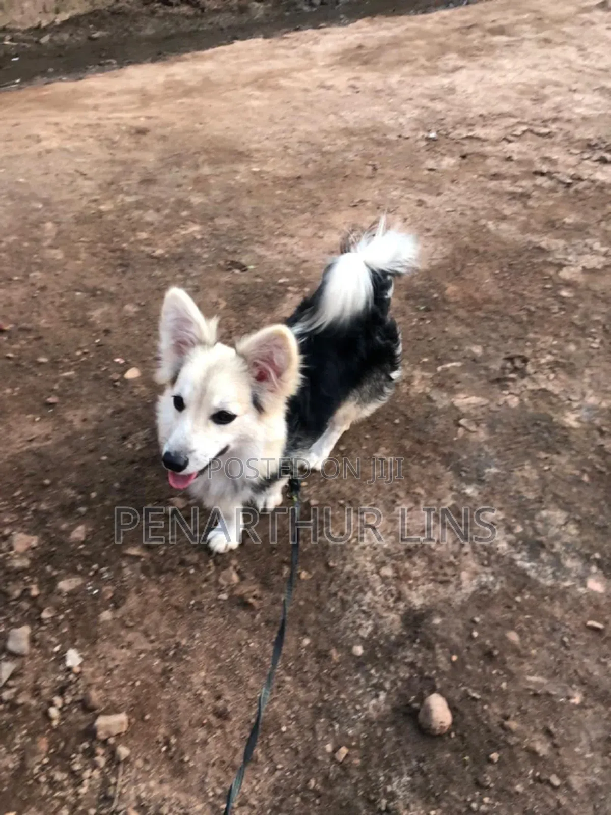 3-6 months Female Mixed Breed Maltese