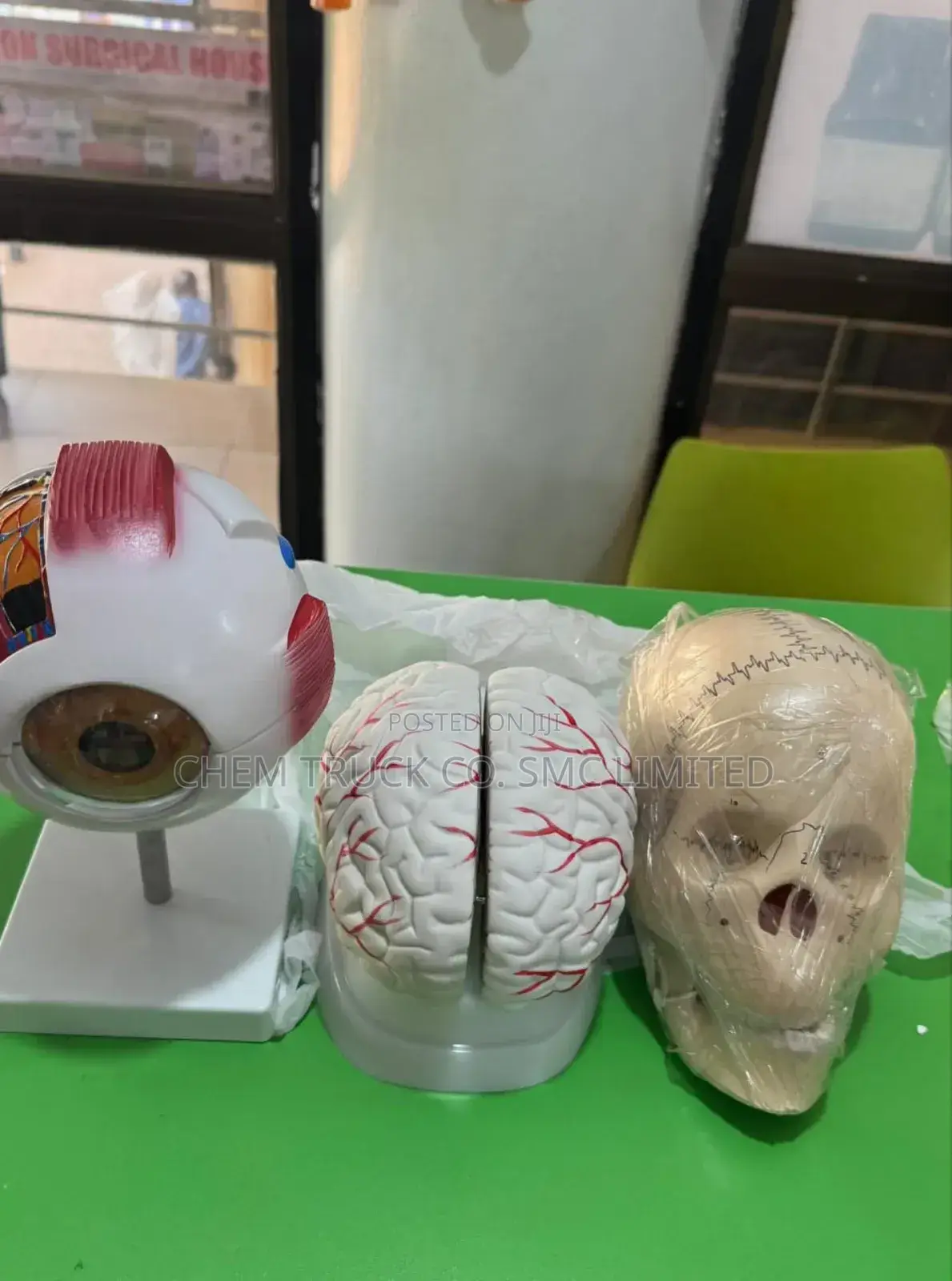 Brain Model