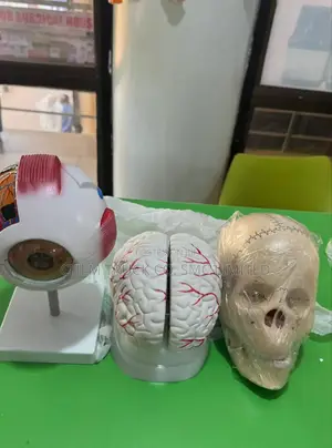 Brain Model