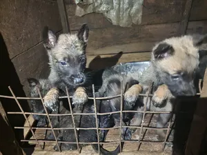 1-3 months Male Purebred Dutch Shepherd