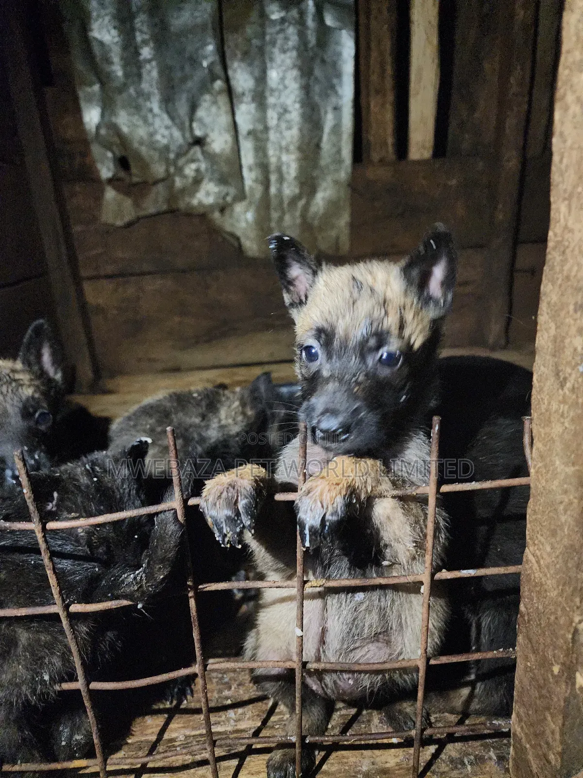 1-3 months Male Purebred Dutch Shepherd