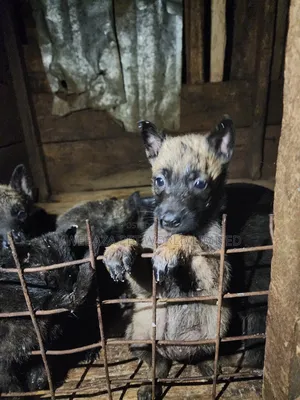 1-3 months Male Purebred Dutch Shepherd