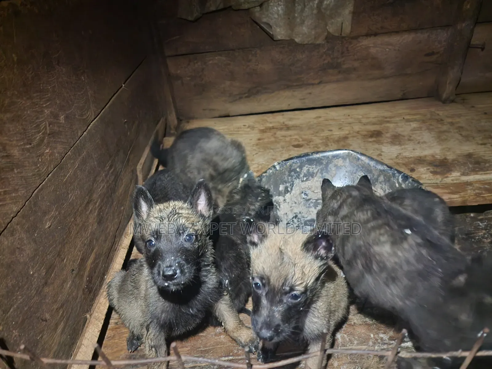 1-3 months Male Purebred Dutch Shepherd