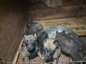1-3 months Male Purebred Dutch Shepherd