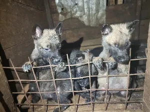 1-3 months Male Purebred Dutch Shepherd