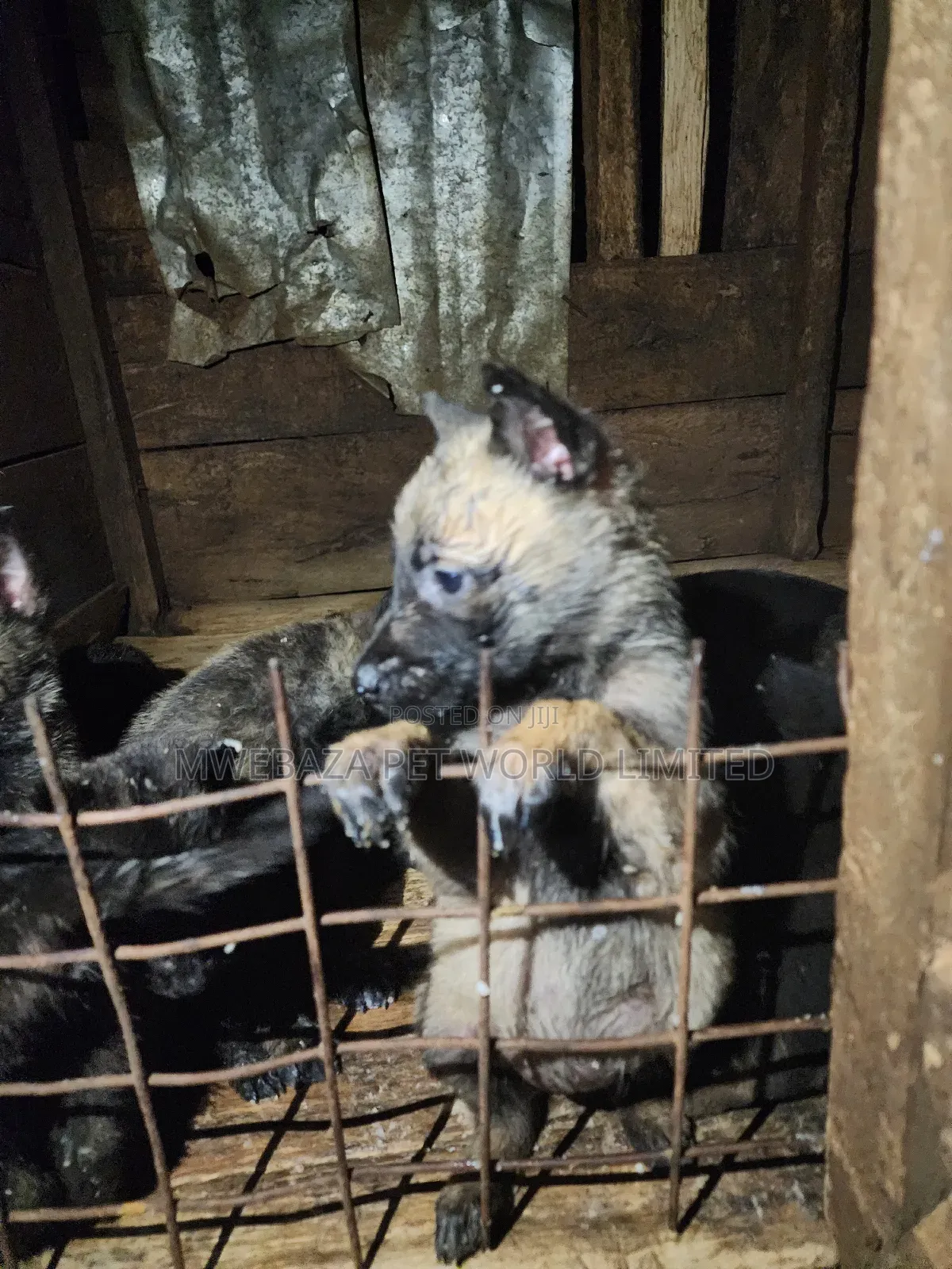 1-3 months Male Purebred Dutch Shepherd