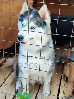6-12 months Female Purebred Alaskan Malamute