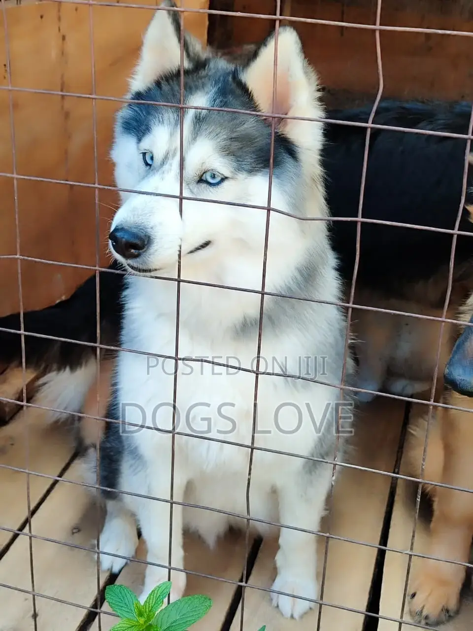 6-12 months Female Purebred Alaskan Malamute