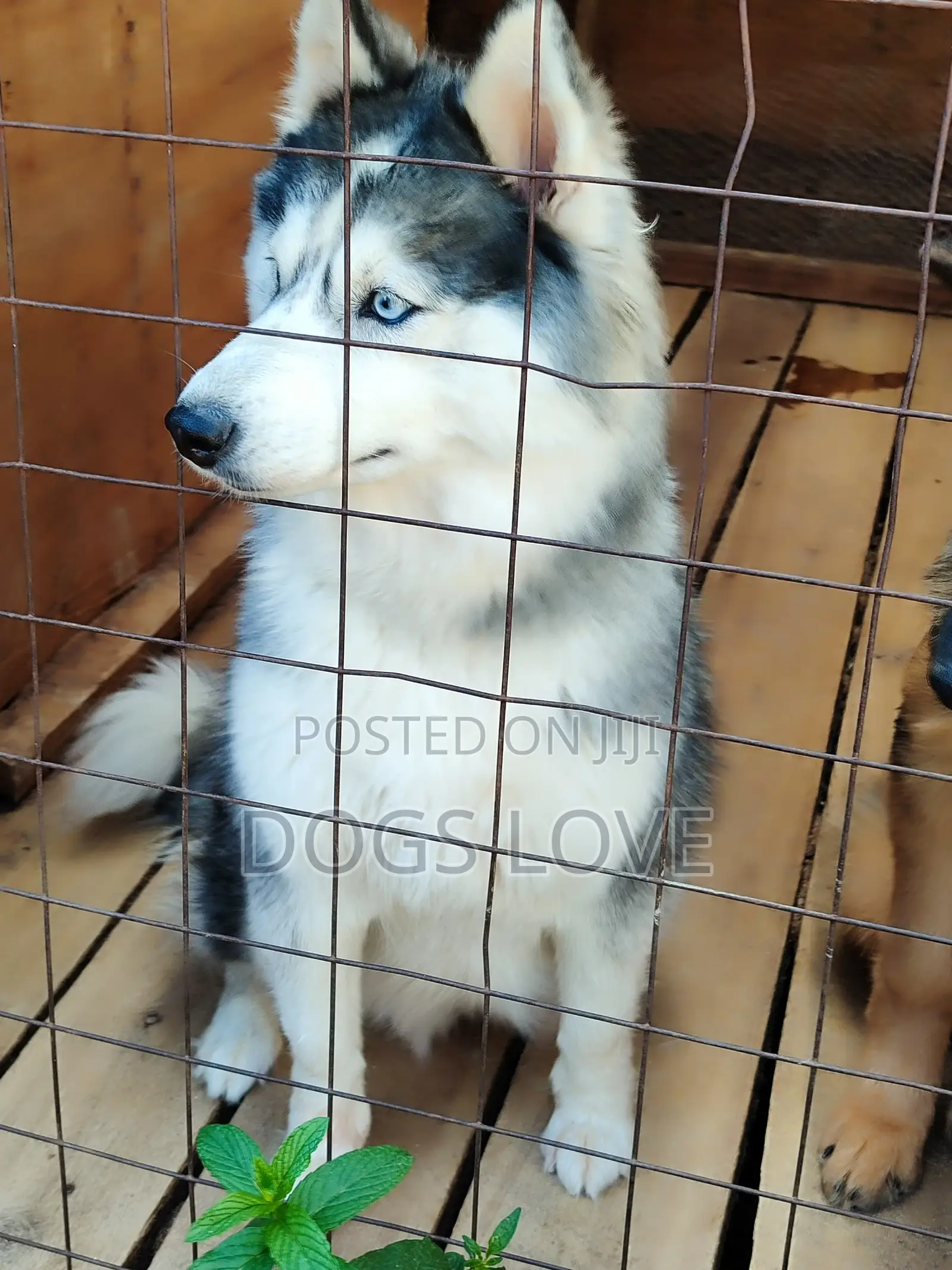 6-12 months Female Purebred Alaskan Malamute