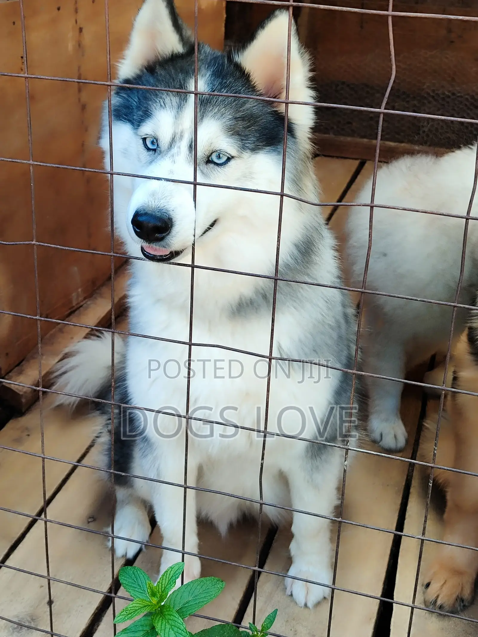 6-12 months Female Purebred Alaskan Malamute