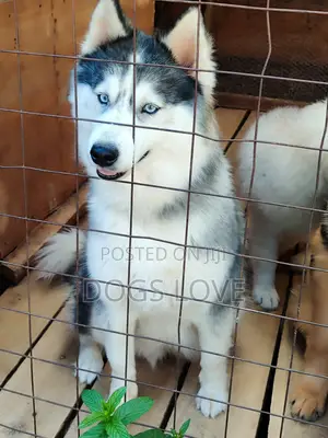 6-12 months Female Purebred Alaskan Malamute