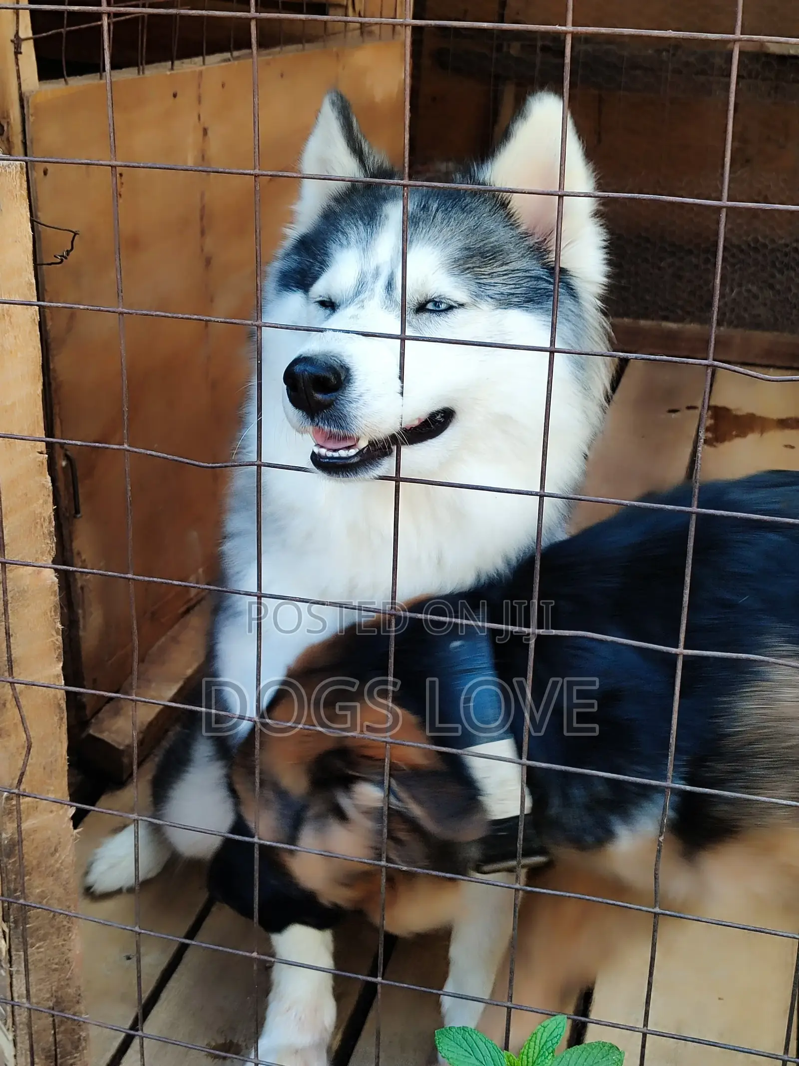 6-12 months Female Purebred Alaskan Malamute