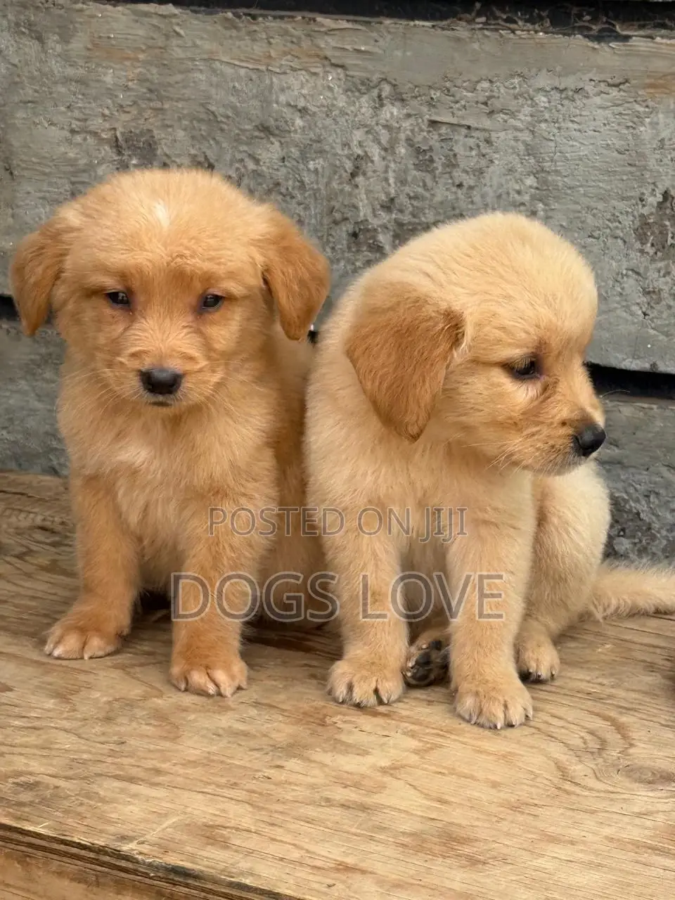1-3 months Female Purebred Golden Retriever